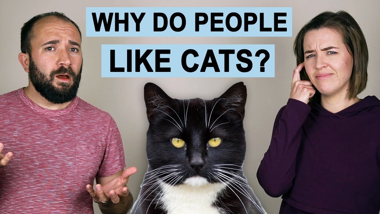 Why Do People Like Cats?