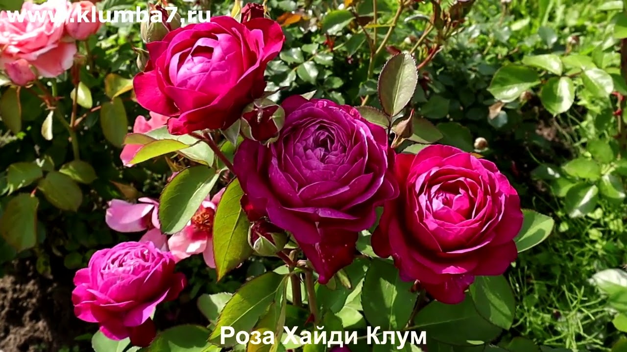 Розы, 3 королевы аромата, темно-фиолетовая магия🥰   Питомник Клумба7