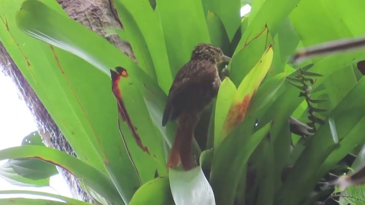 Jovem Trepador-sobrancelha forrageando | Juvenile Pale-browed Treehunter foraging