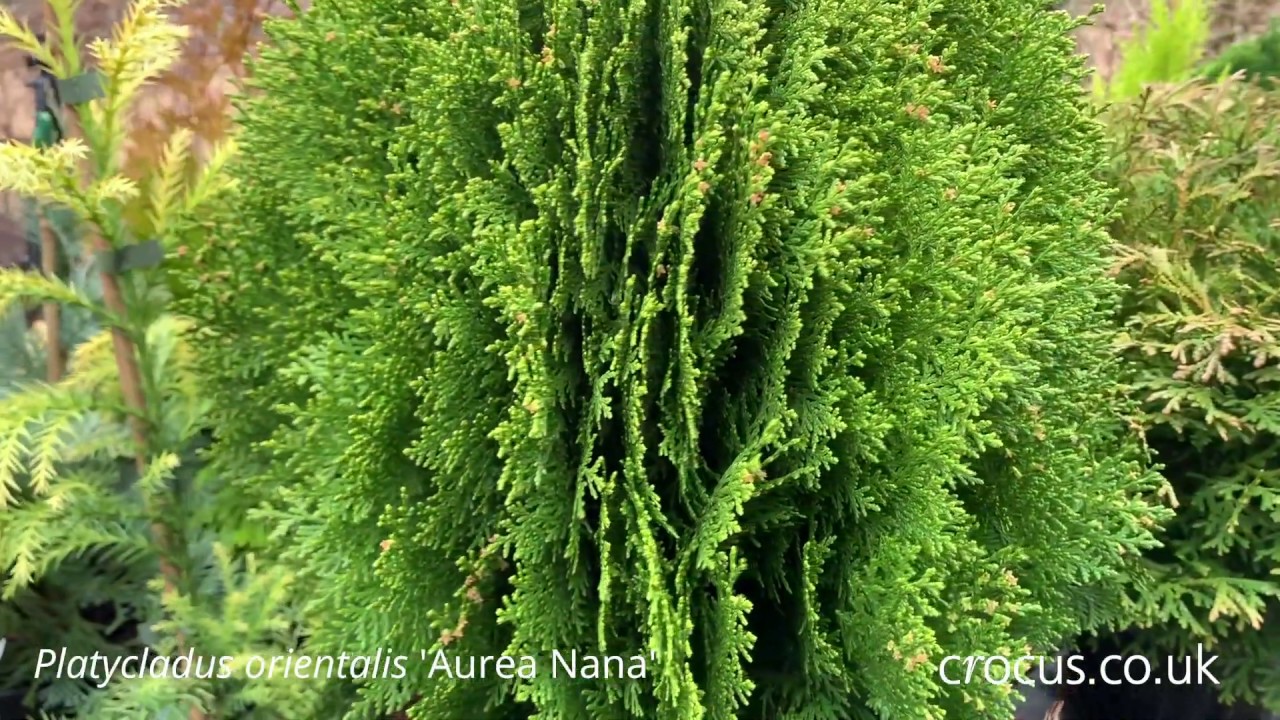 Colourful conifers