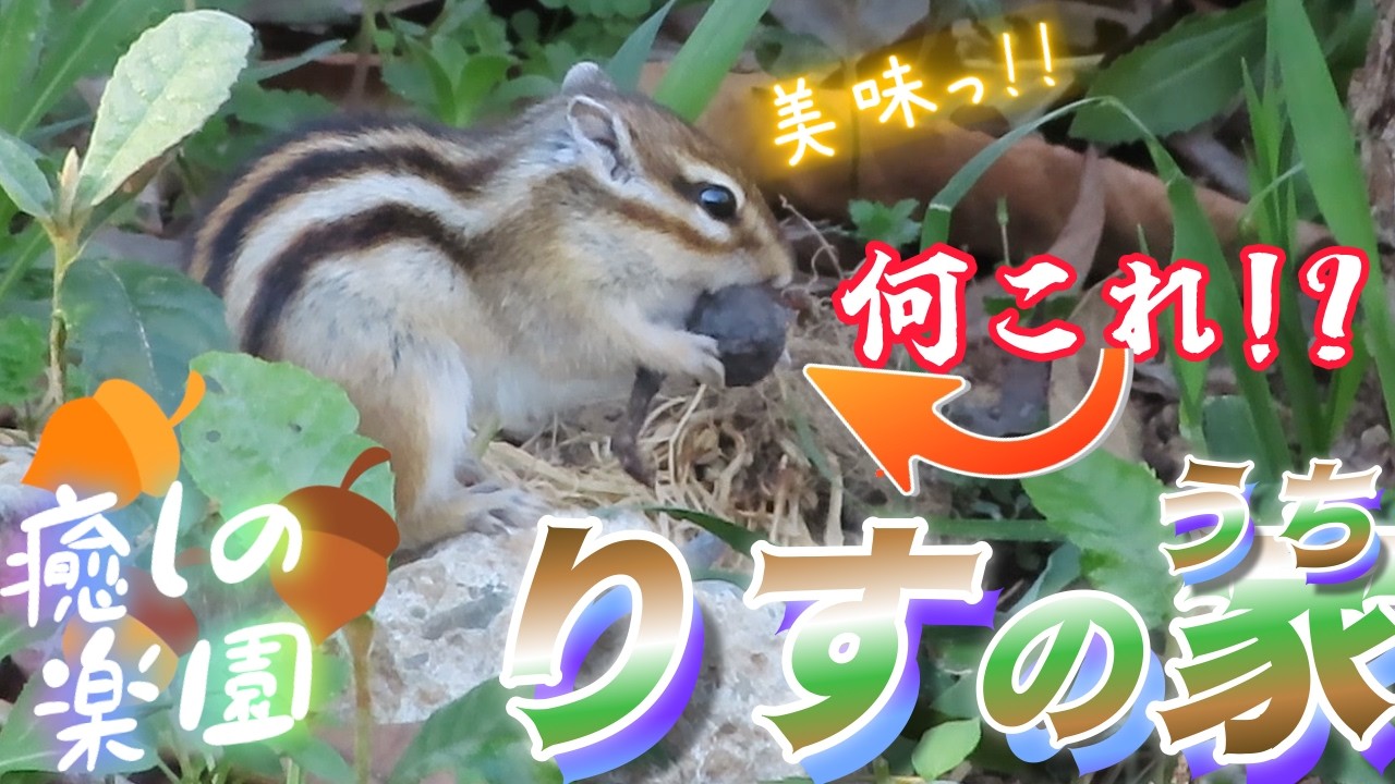 🐿️シマリスさんが見つけた“黒い何か”…夢中になって食べている謎の黒い物とは！？