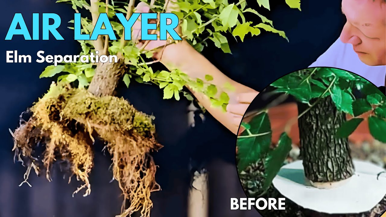 Air Layer Bonsai: How to Safely Separate Bonsai from the Parent Tree