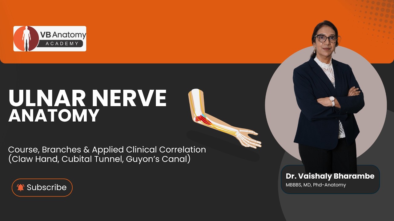 Ulnar Nerve Anatomy | Course, Branches & Applied Clinical Correlation