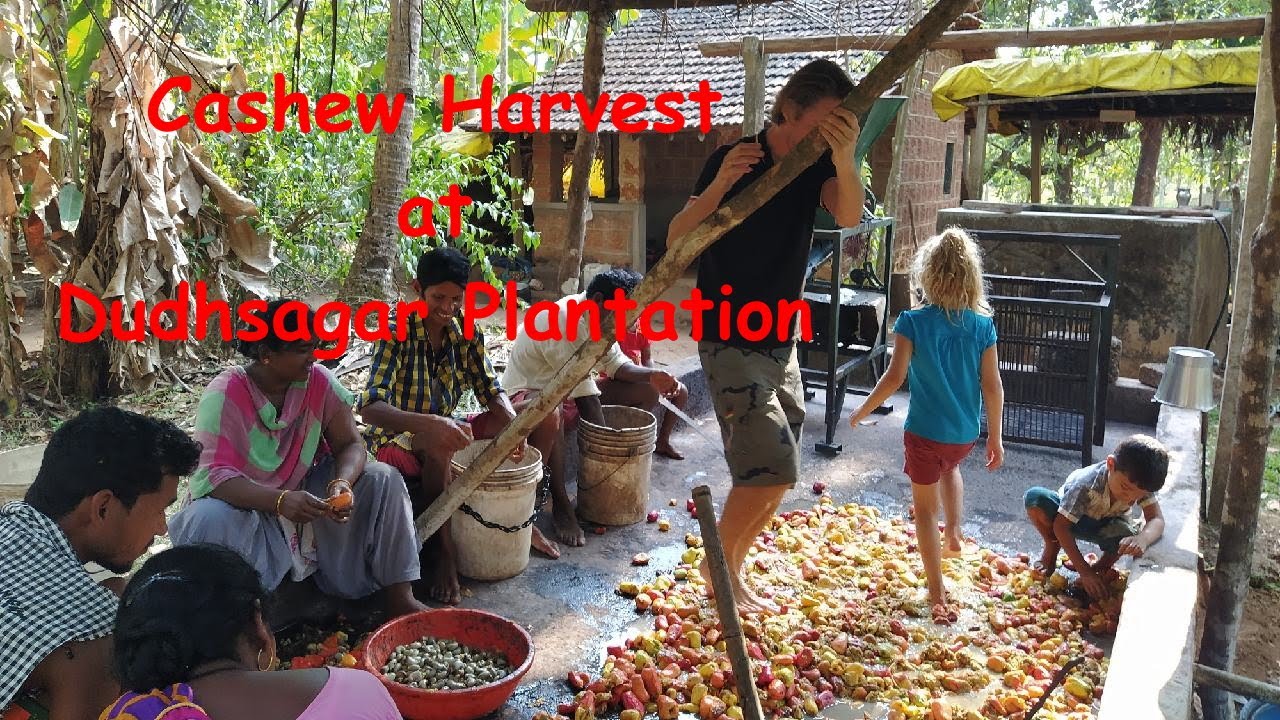 Cashew Harvest at Dudhsagar Plantation Goa/Cashewernte in Goa