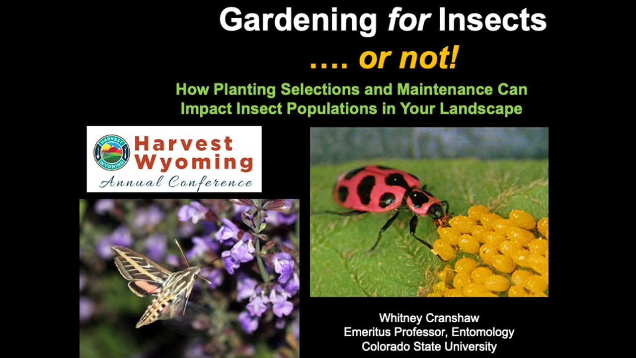 Gardening for Insects | Harvest WY 2025