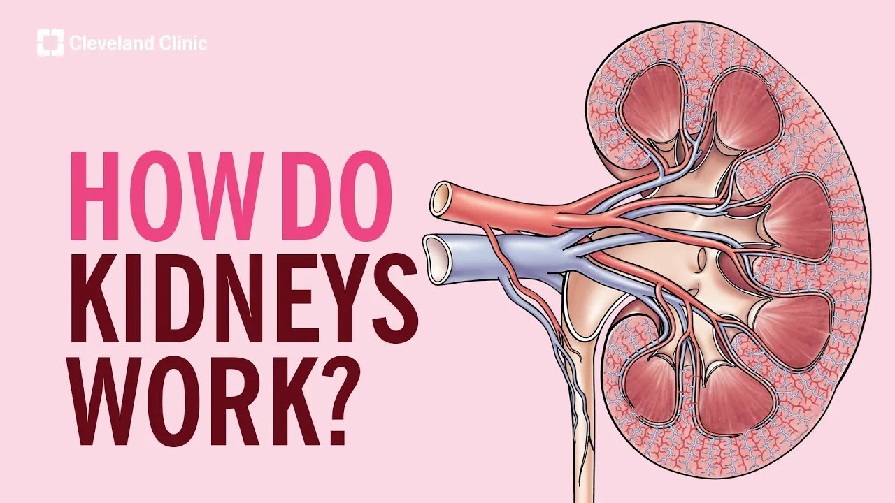 How Do Kidneys Work?