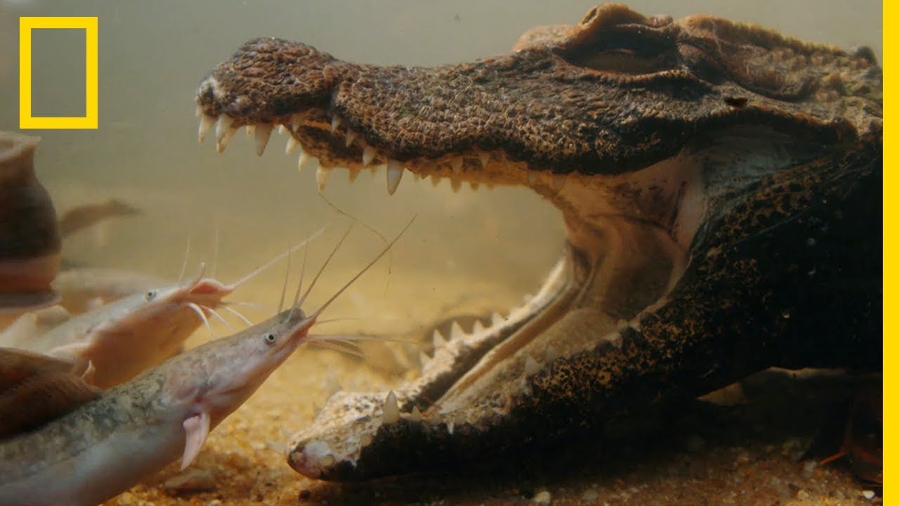Le poisson-chat, le repas préféré du crocodile nain