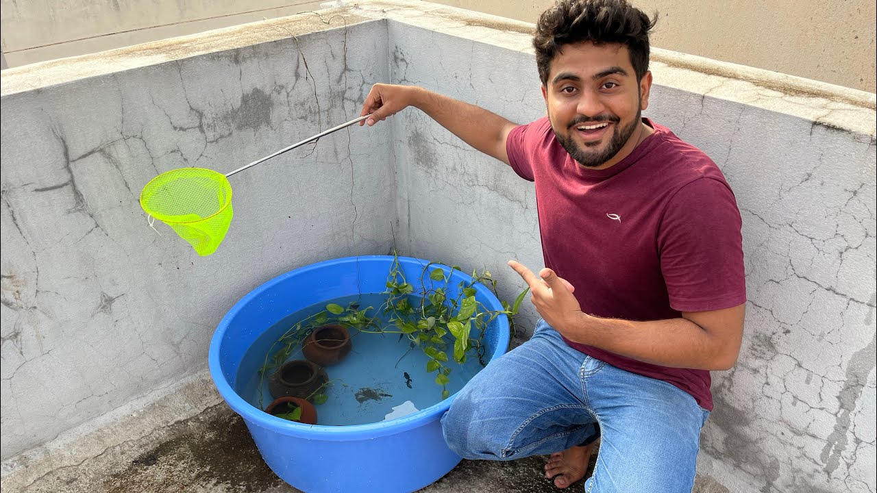 Teres wala first molly fish setup complete ho gya
