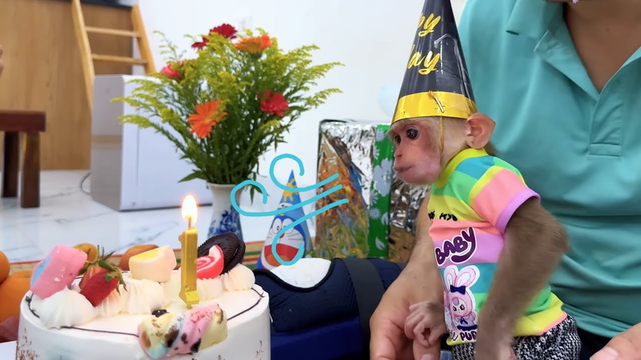 Baby Monkey Kyo received the most meaningful gift on his birthday . Can you guess what it is?