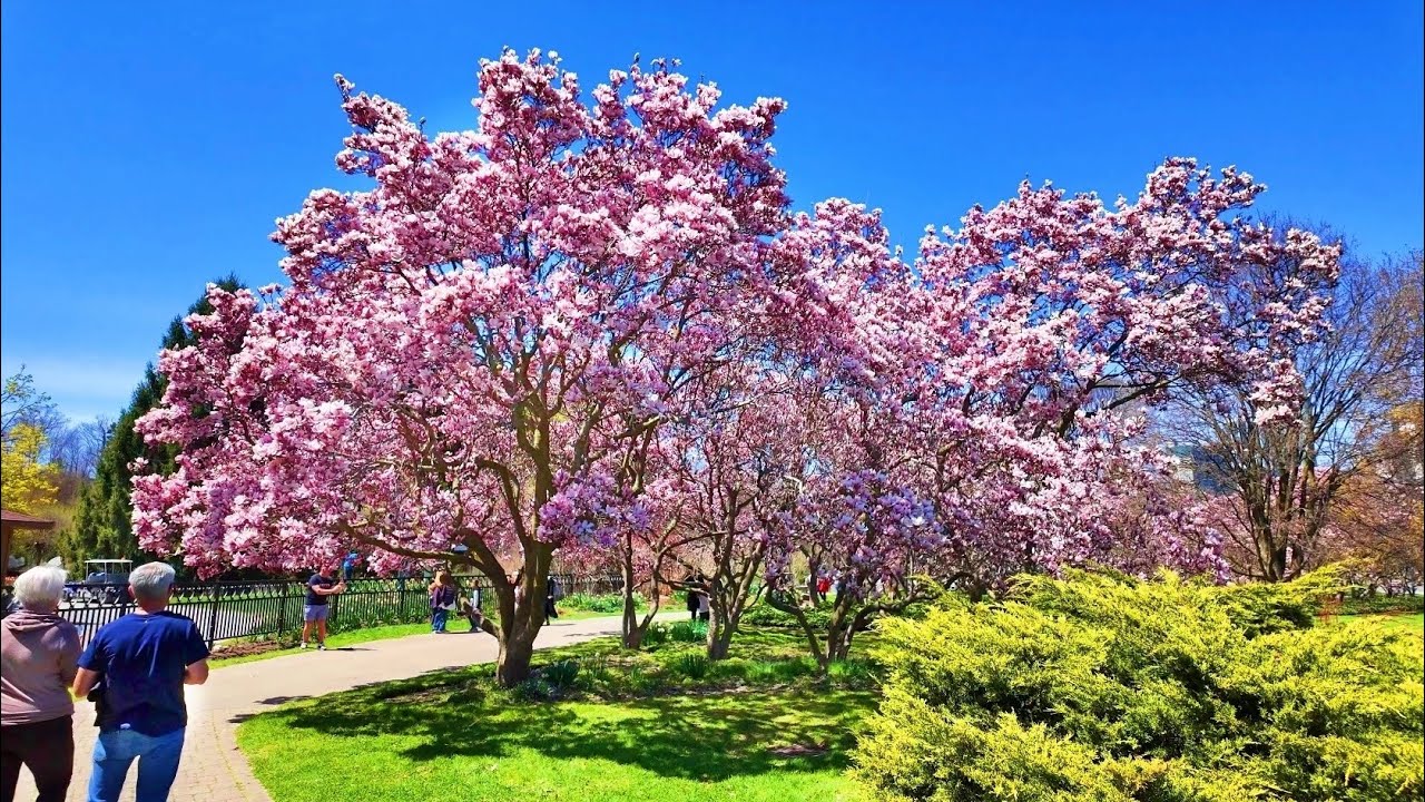 Niagara Falls Blossoms 2025 Walking Tour of Niagara Gardens
