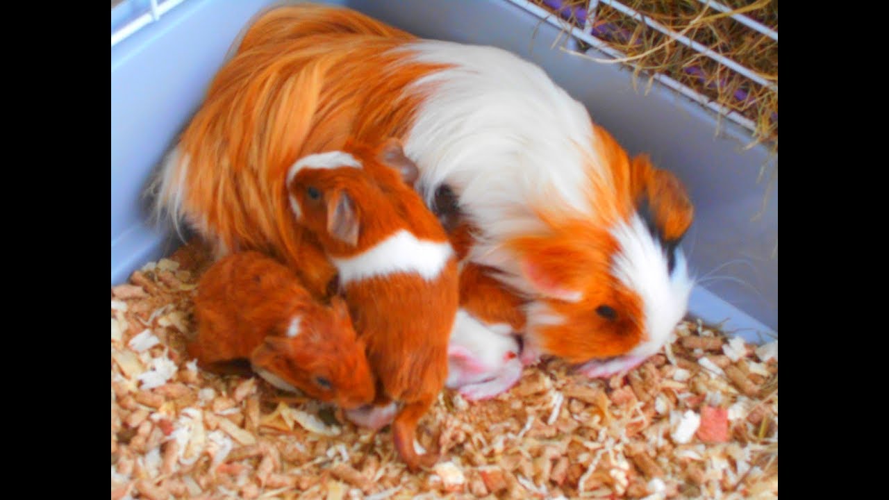 Naissance de 6 cochons d'inde.