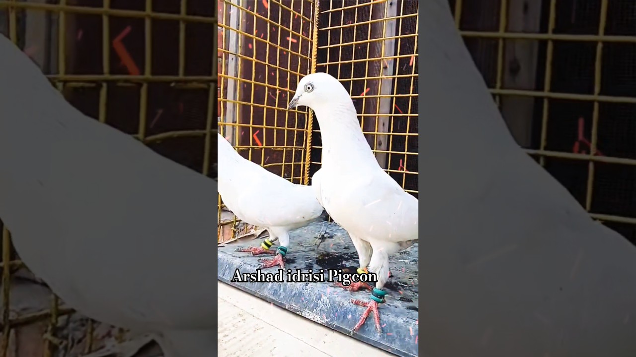 Kaldume Kabootar !! Arshad idrisi Pigeon #youtubeshorts #pigeonstatus
