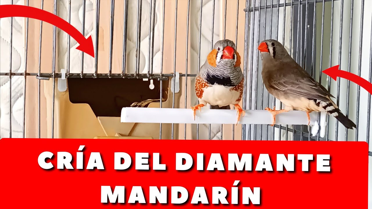 EMPEZAMOS LA CRÍA DEL DIAMANTE MANDARÍN 