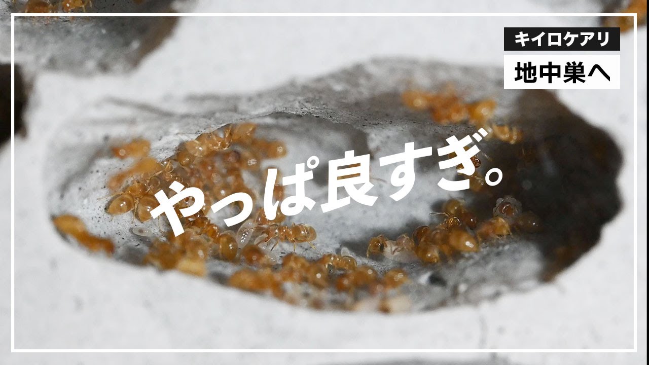 【地中を覗ける蟻の巣】縦置き石膏巣の作り方#4 キイロケアリ引越し編【アリ飼育】