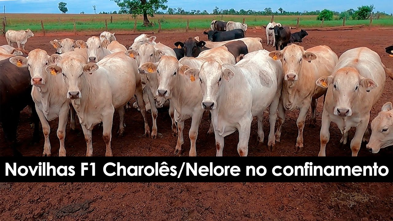 NOVILHAS CRUZADAS F1 MEIO-SANGUE CHAROLÊS EM CONFINAMENTO EM SANTA FÉ NO PARANÁ