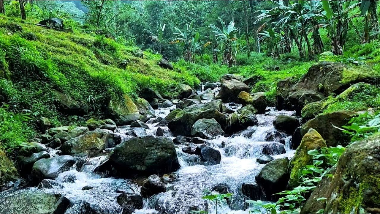 🟢 Forest River Nature Sounds‼️River Sounds for Sleep, Study & Relaxation