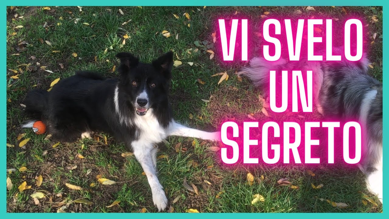 Come GIOCARE  CORRETTAMENTE col proprio CANE