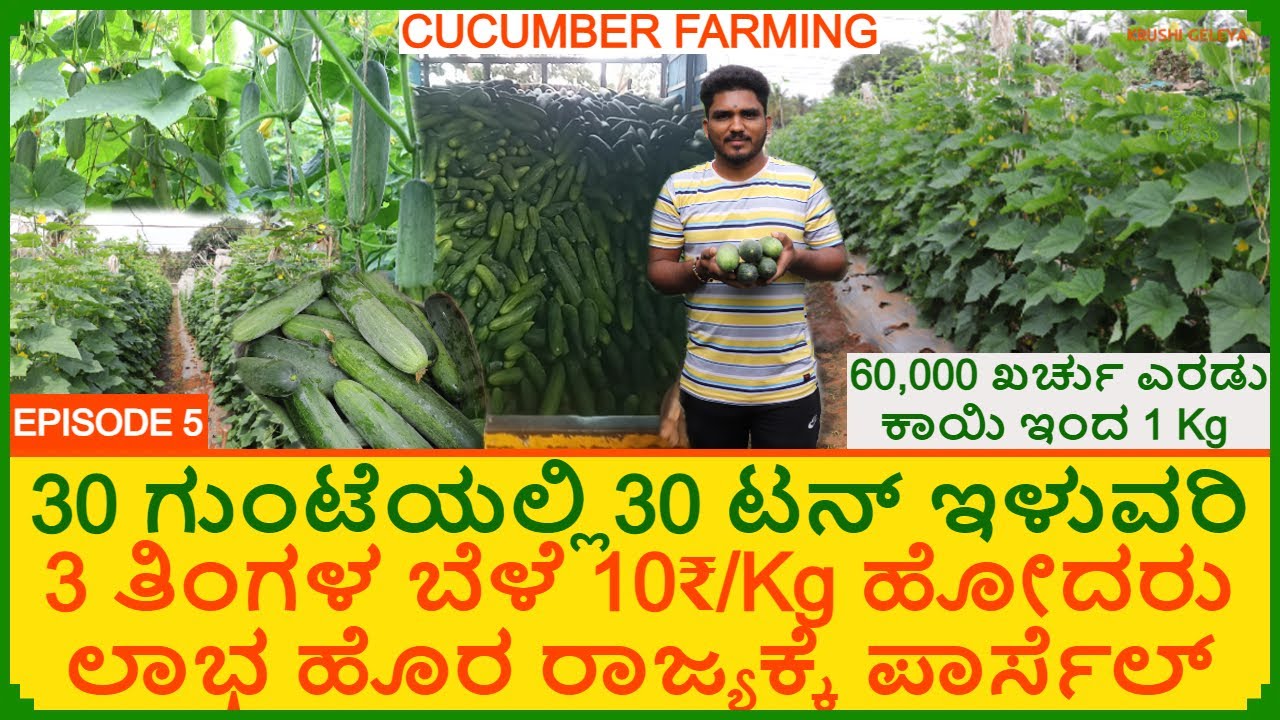 ಸೌತೆಕಾಯಿ ಬೆಳೆ 30 ಗುಂಟೆಗೆ 30 ಟನ್ ಇಳುವರಿ | ಕಡಿಮೆ ಖರ್ಚು 10/Kg ಹೋದರು ಲಾಭ 4 ಲಕ್ಷ ಆದಾಯ | Cucumber Farming