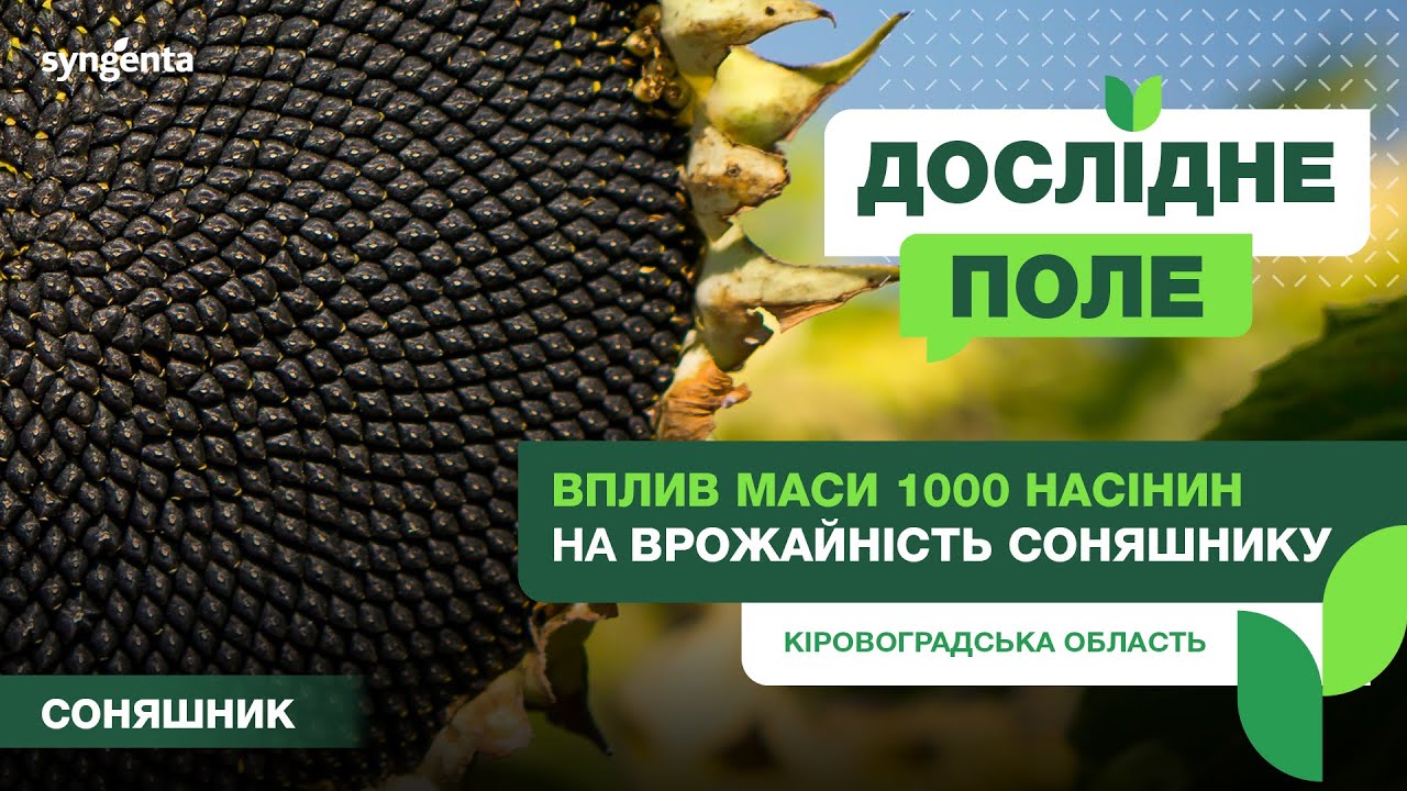 #ДосліднеПоле. Вплив маси 1000 насінин на врожайність соняшнику. Кіровоградська обл.