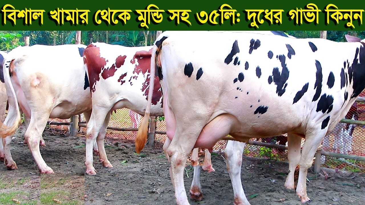 বিশাল খামার থেকে আকর্ষণীয় মুন্ডি সহ ৩৫লিটার দুধের গাভী নিতে পারেন dairy farm