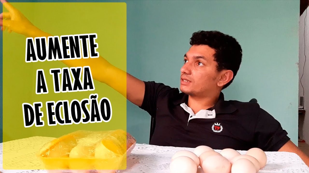 QUANTO TEMPO GUARDAR OS OVOS PARA CHOCAR