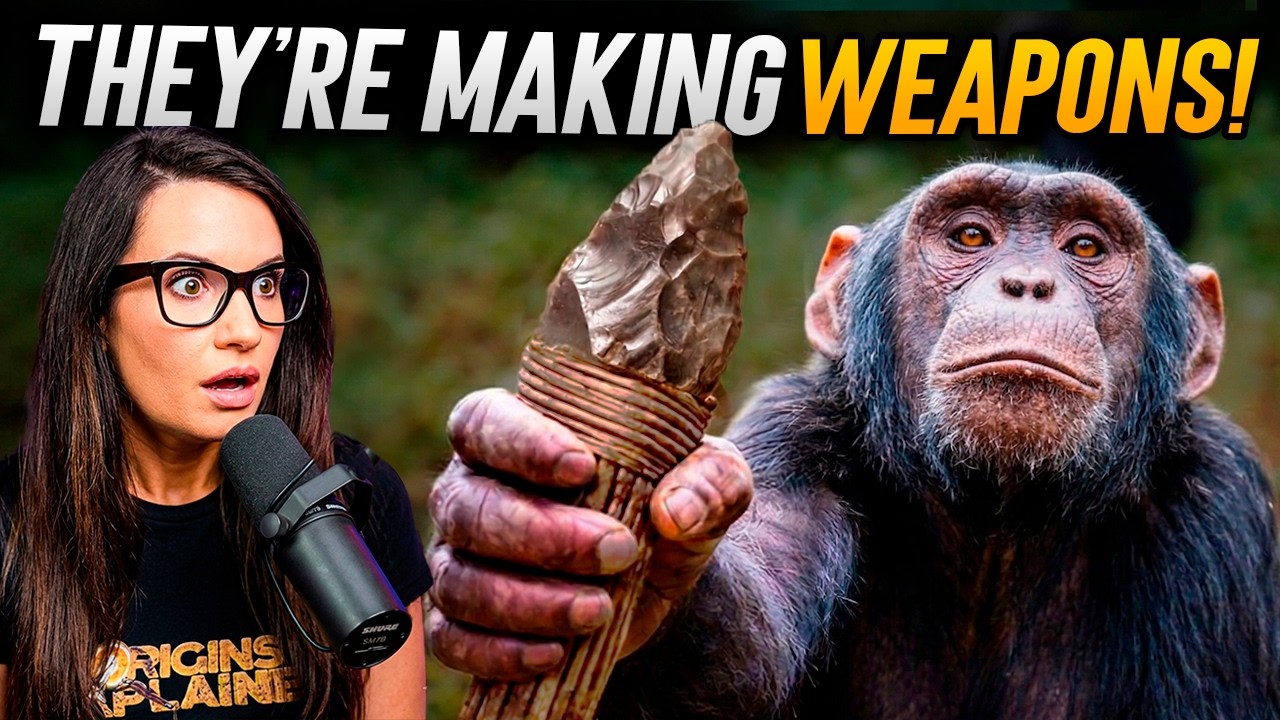 Chimpanzees Have Officially Entered the Stone Age!