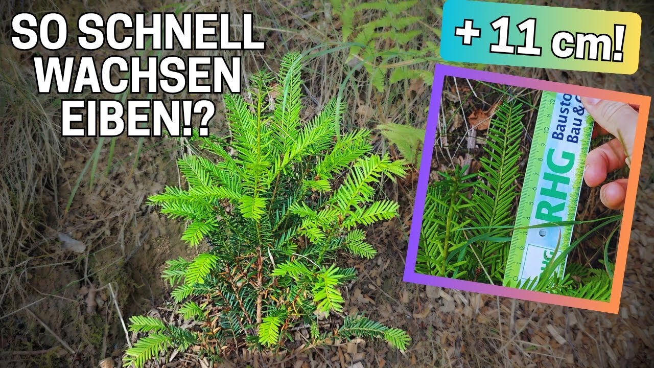 Turbostart: So schnell wachsen meine Eiben! Baumarten Video Teil 2