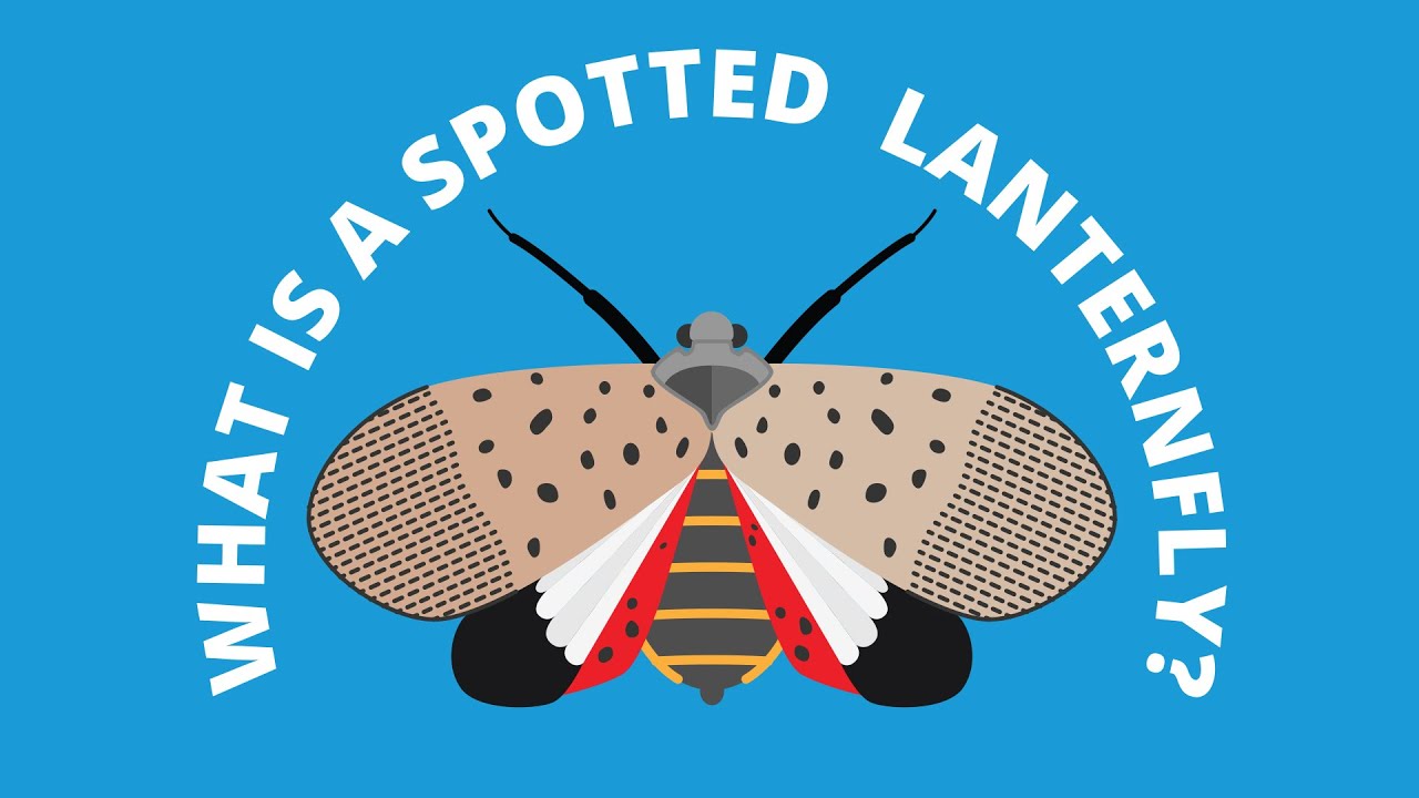 What is a Spotted Lanternfly?