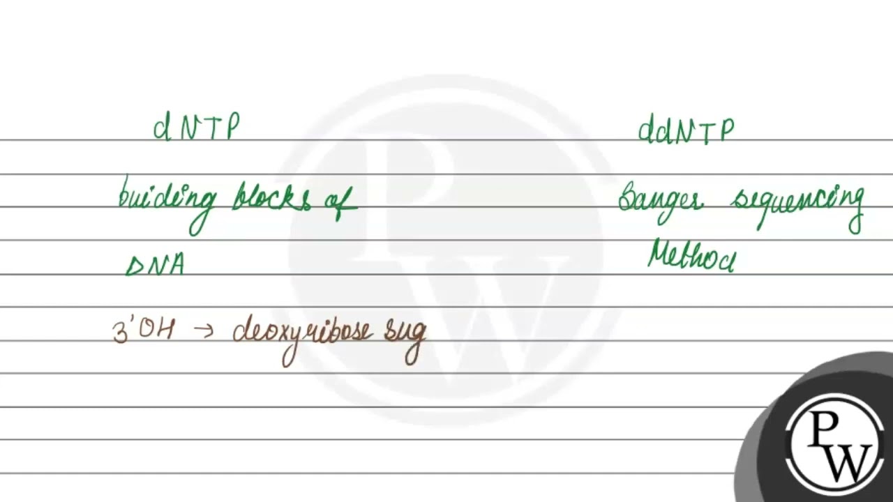 How ddNTP differs from dNTP?