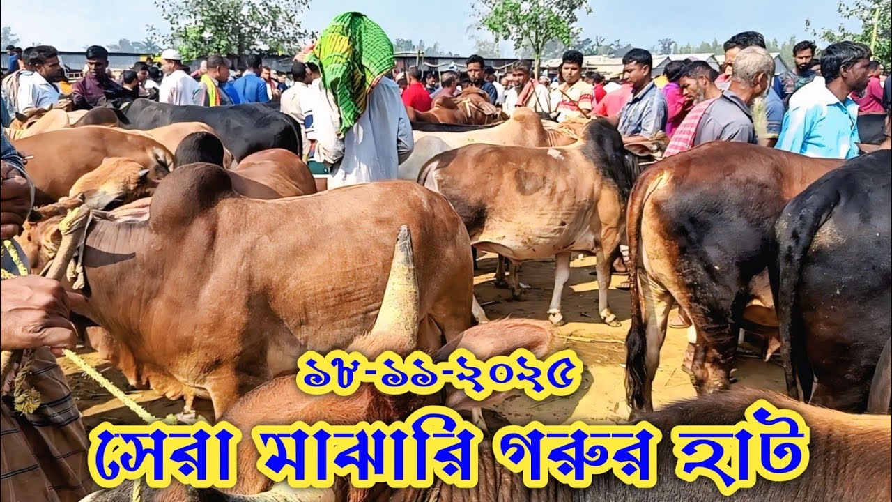  ভবাদি পশুর হাট//মাঝারি ষাঁড় গরুর হাট//desi gorur haat//গরুর বাজার দর কেমন জেনে নিন18 November 2025