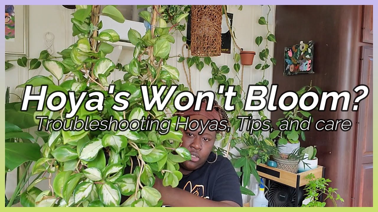 Hoya Troubleshoot: Help My Hoya's Won't Bloom!