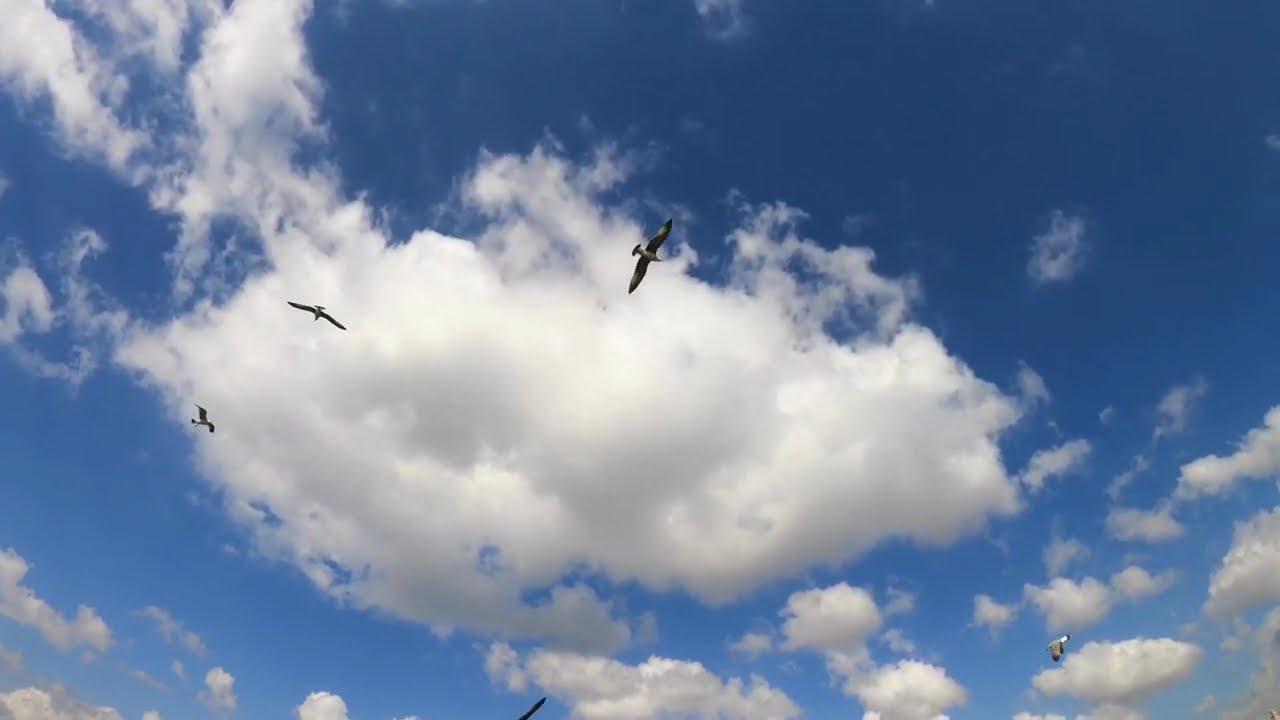 🎼 "Aves en Libertad con Mozart | Relajación Visual y Musical para el Alma"