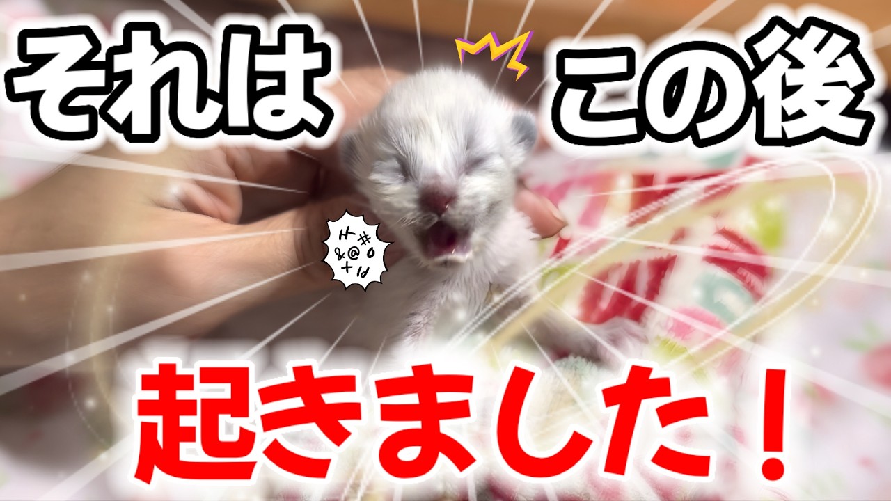 【🤯メンタル崩壊カウントダウン】泣き叫ぶおこりん坊な赤ちゃん子猫に予期せぬ奇跡が起きました‼️【子猫生後5日】#癒し動画 #子猫 #ラグドール