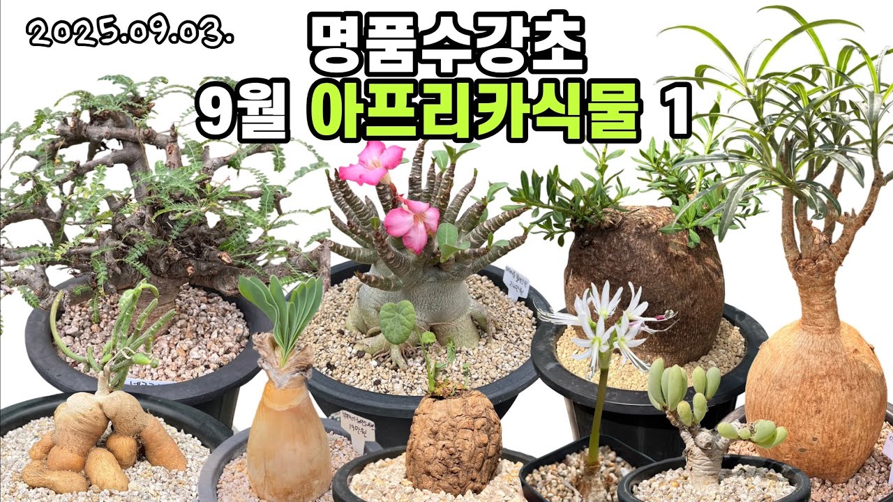 9월 아프리카식물 1 명품수강초🌵소말렌스,네글렉타,부파네,블랙스킨,나마쿠아나,