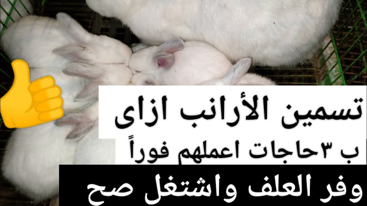 تسمين الأرانب بسرعة ب٣ حاجات بس لازم تعملها فوراً وشوف الفرق عندك ١٠٠% في أقل وقت ممكن 👍