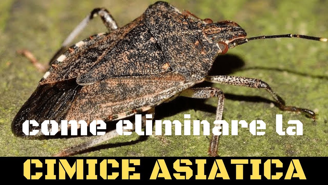 Cimice asiatica come combatterla?