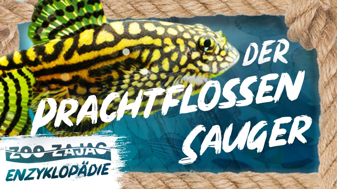 REIßENDE STRÖMUNG IST ÜBERHAUPT KEIN THEMA –  PRACHT FLOSSENSAUGER | FISCHENZYKLOPÄDIE | ZOO ZAJAC