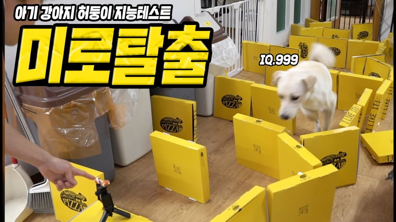 아기 강아지 허둥이는 미로를 탈출하고 간식을 획득 할 수 있을까?! (강아지 지능 테스트)