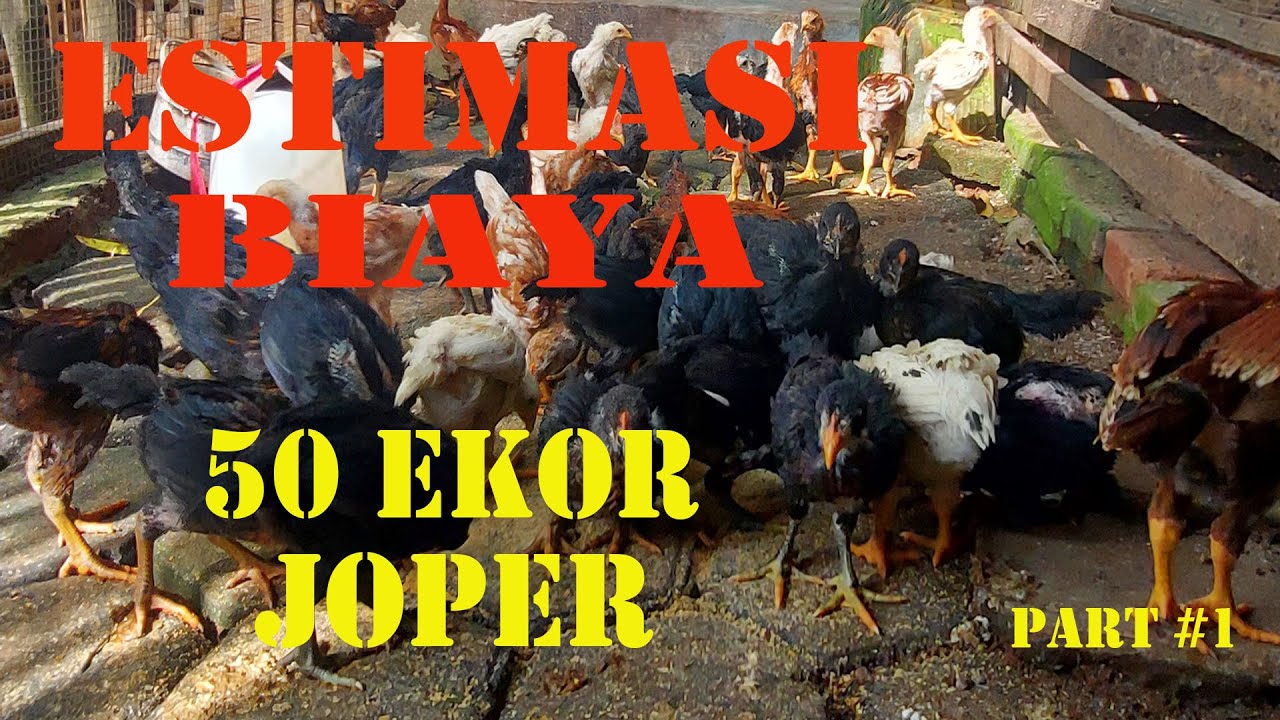BERAPA BIAYA YANG HARUS DIPERSIAPKAN UNTUK TERNAK AYAM JOPER POPULASI 50 EKOR ? #PART 1