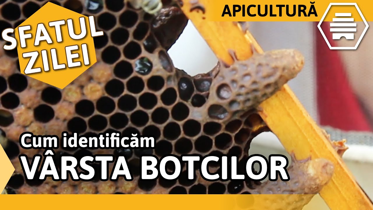 Cum identificăm VÂRSTA BOTCILOR [Sfatul zilei]