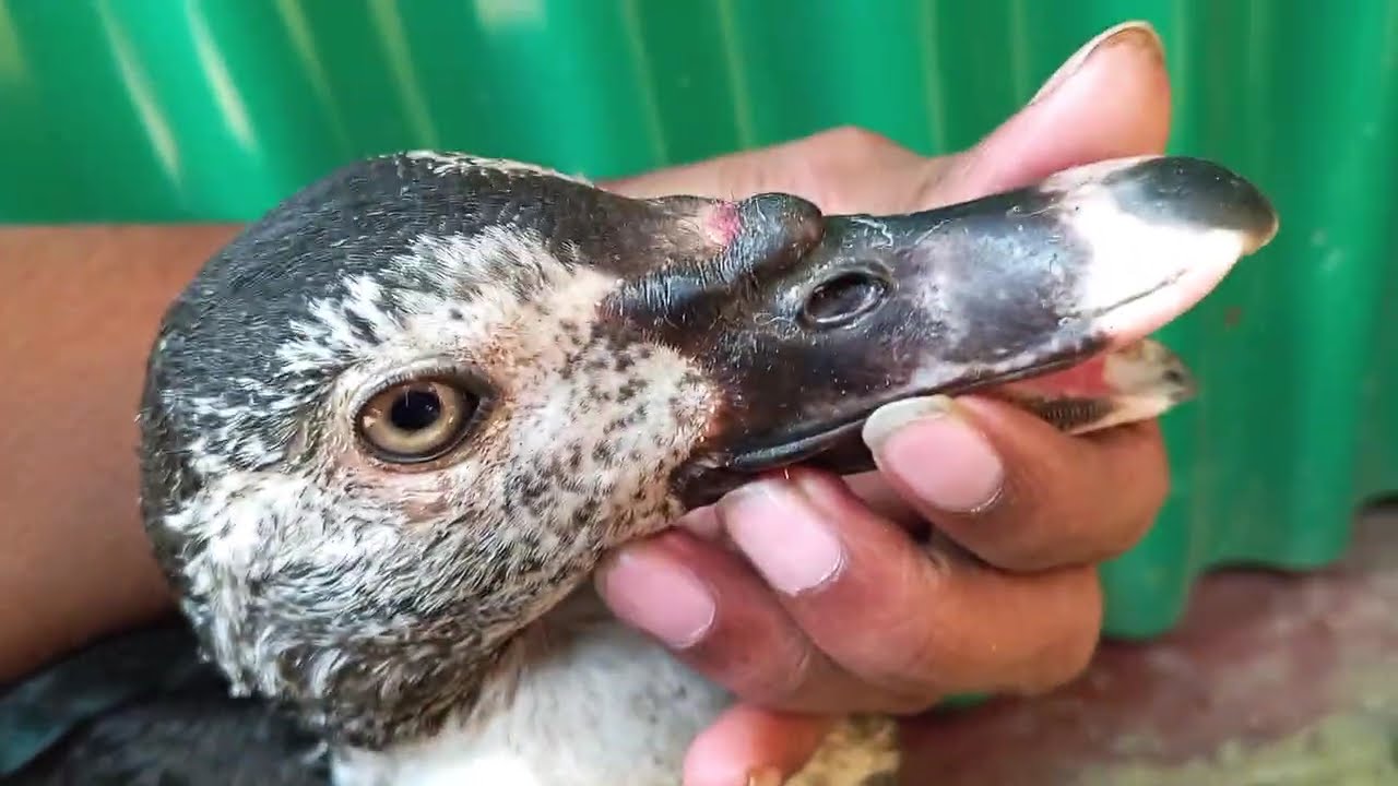 Feeding Baby Duck | Cute Duckling Moments