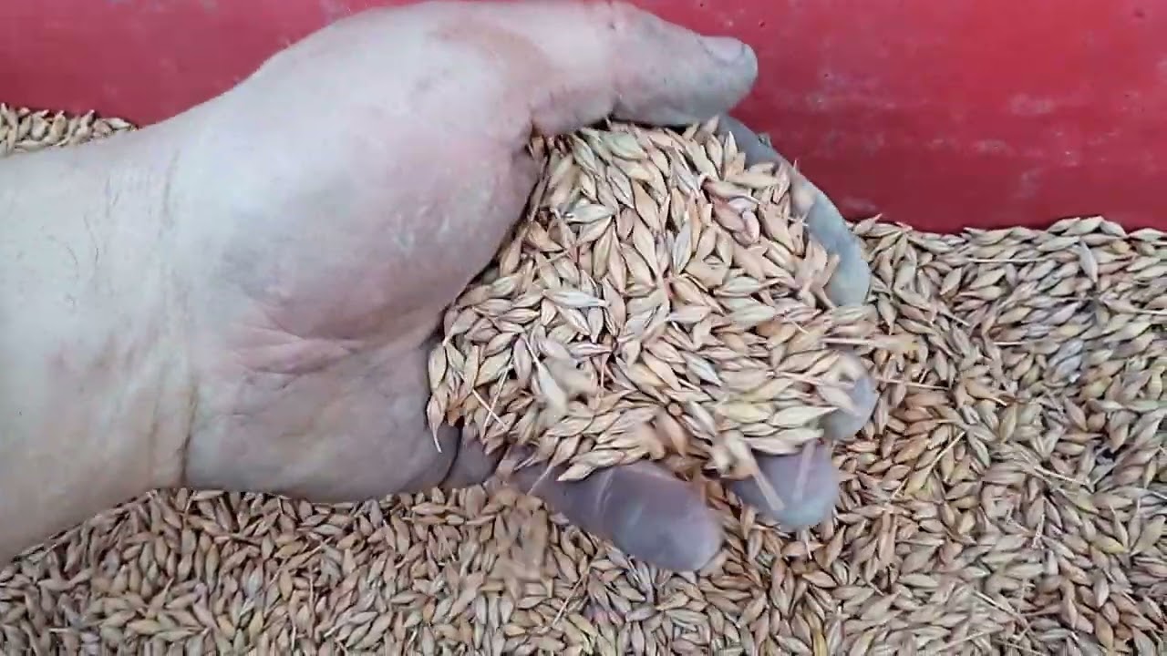 сію озимий ячмінь