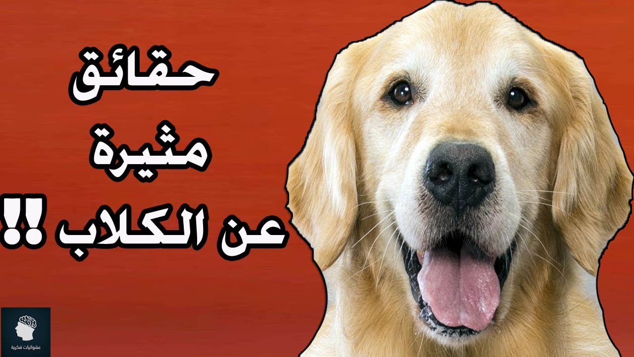 ماذا تعرف عن تربية الكلاب ؟ حقائق ومعلومات مثيرة وممتعة لا تعرفونها عن الكلاب