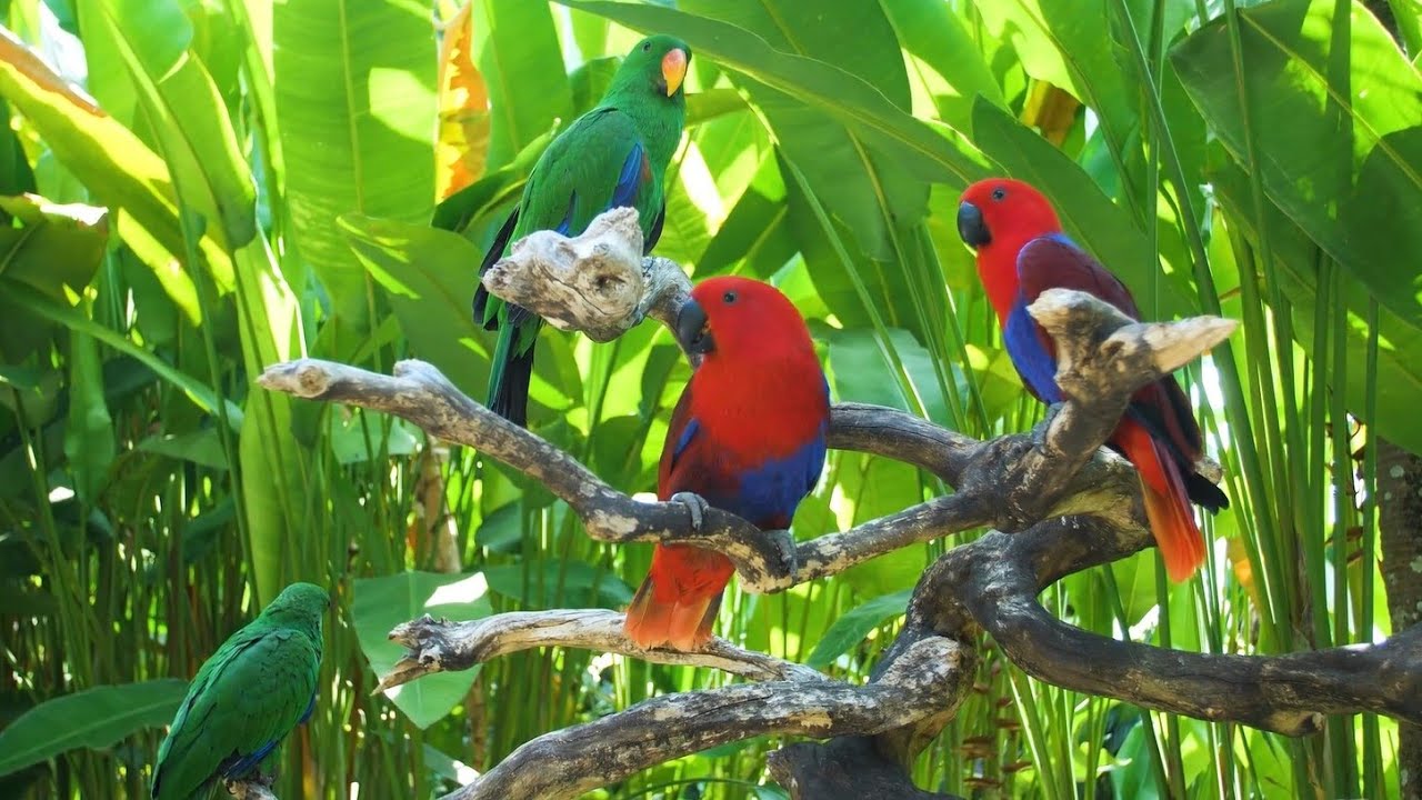 Eclectus Parrot Complete Information