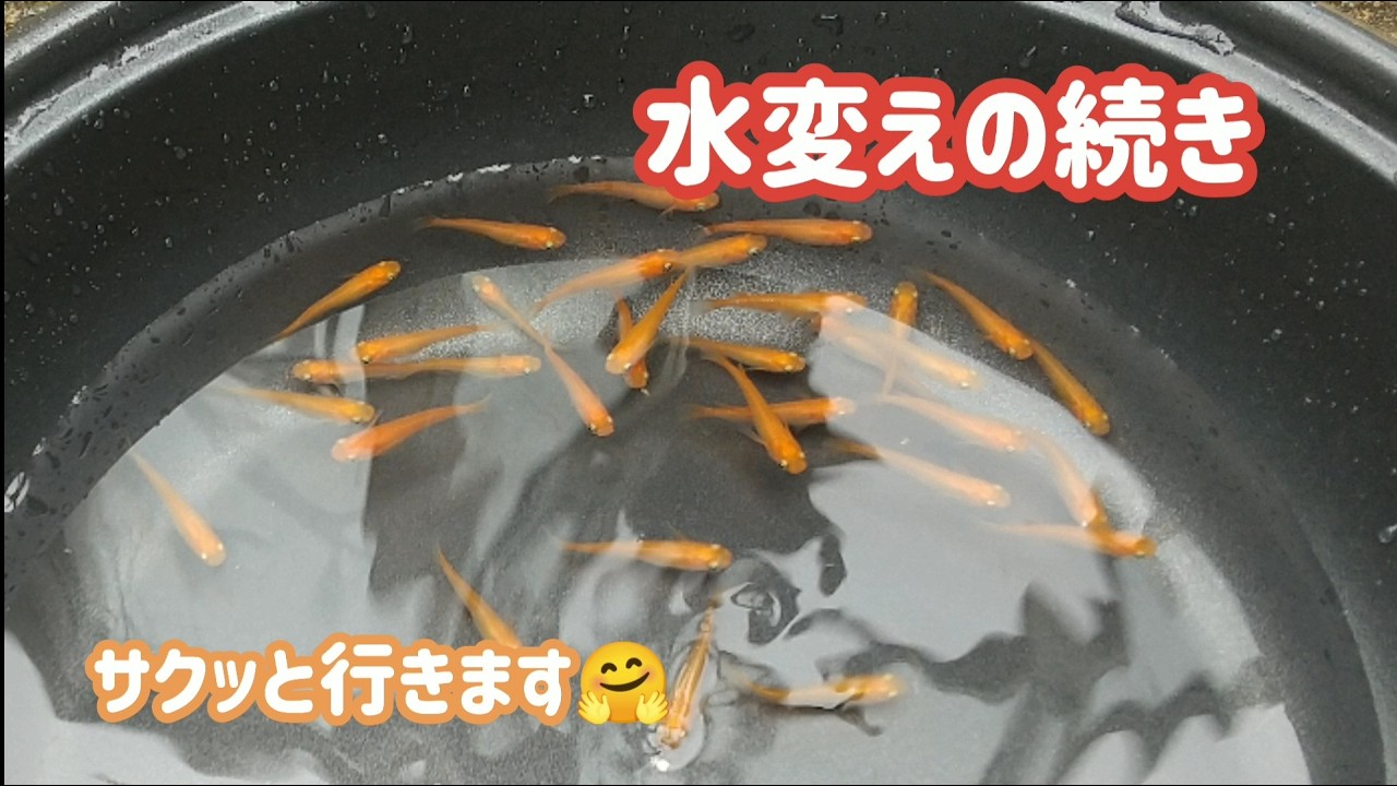 #555  水変えの続き