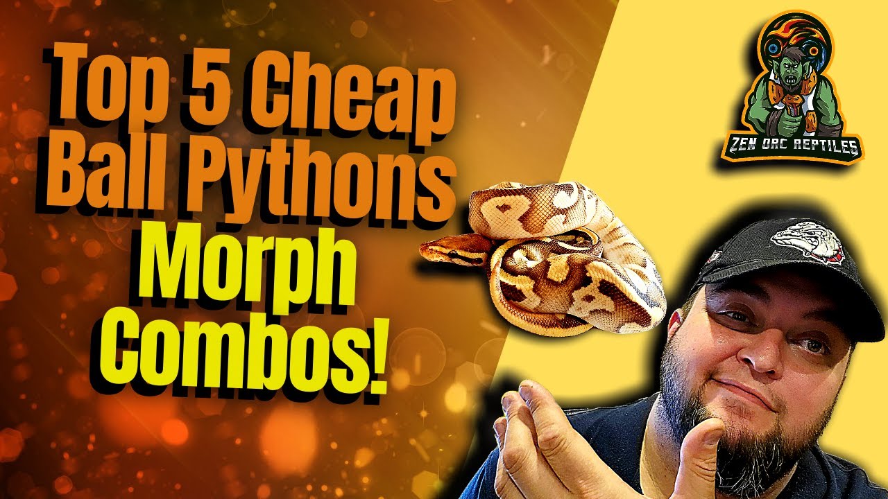 Top 5 Low Cost Ball Python Morph Combos!