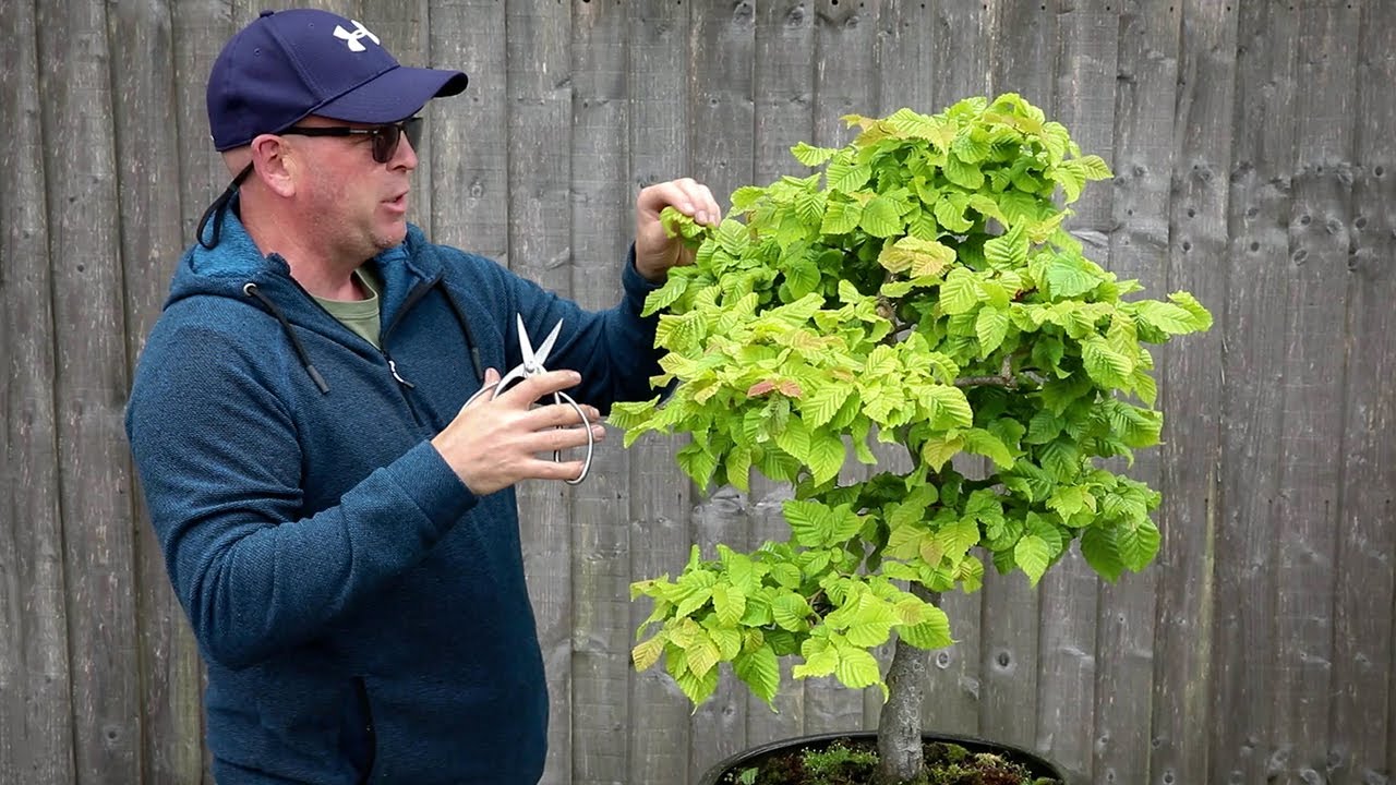Hornbeam bonsai - summer pruning