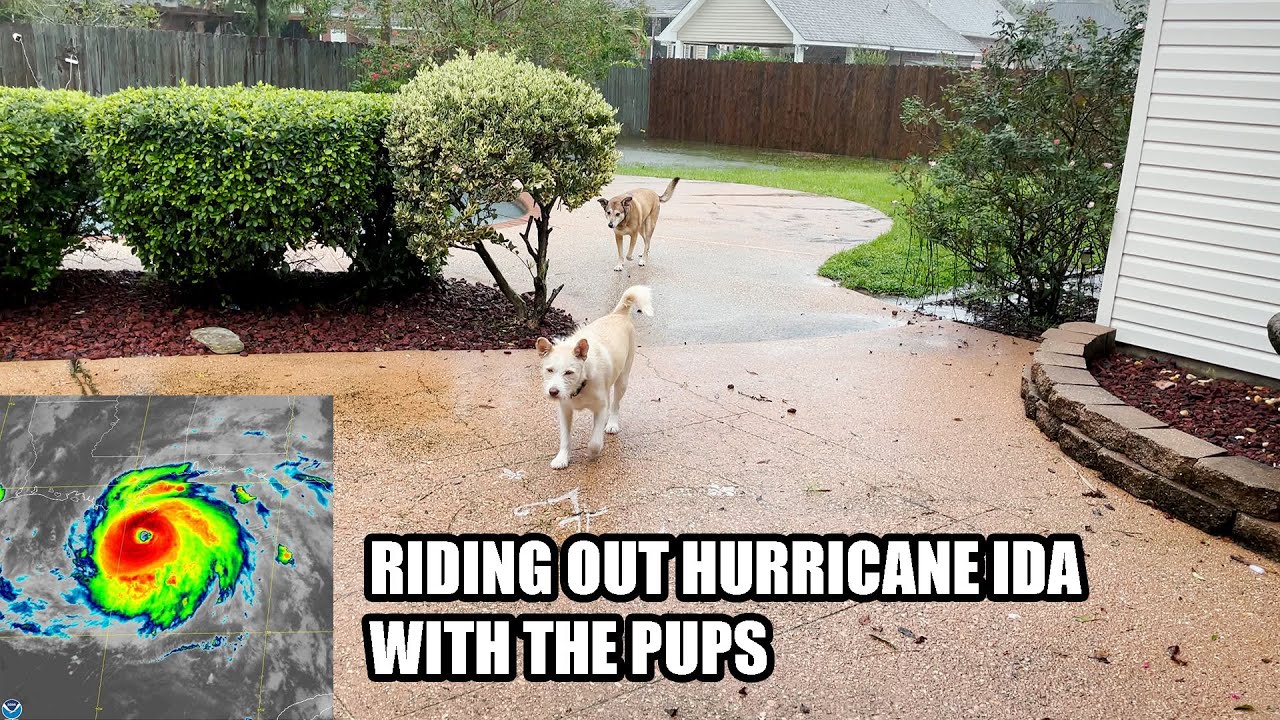 Riding Out Hurricane IDA with the Dogs