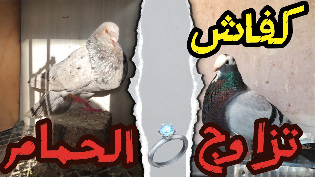 كيفاش تزاوج الحمام بأسهل طريقة 💍😍وفي أقل من 10دقائق😱🤯
