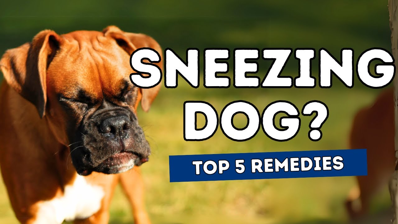 Sneezing Dog? Top 5 Remedies